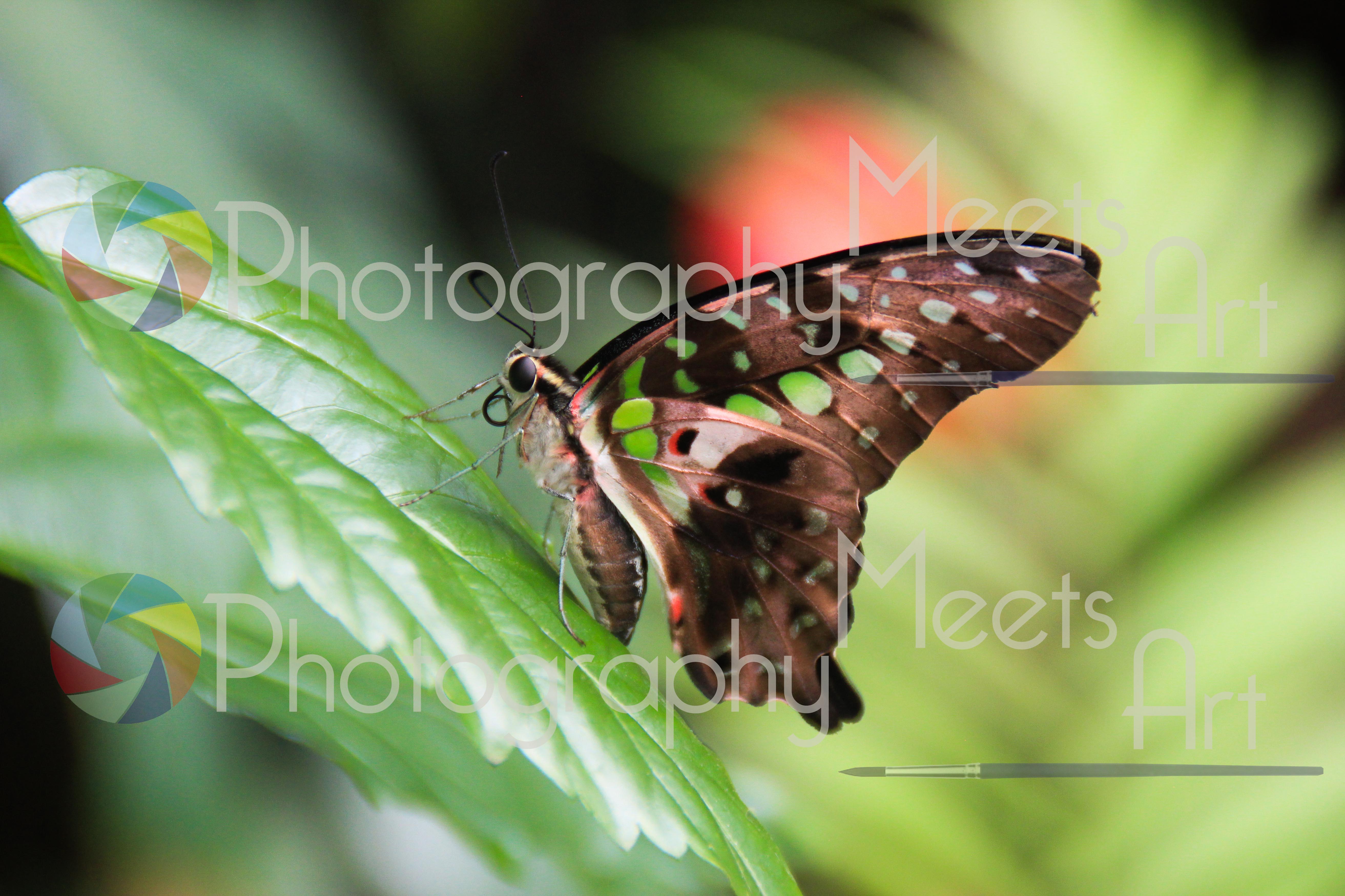 Sweet green butterfly